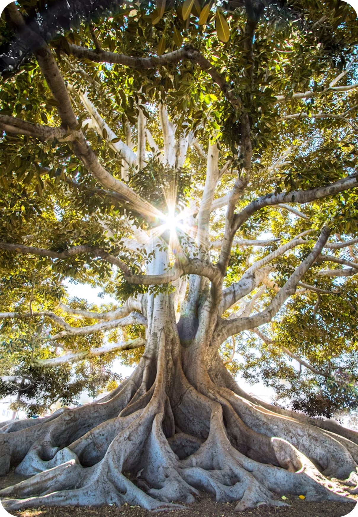 Gran árbol con raíces expuestas y luz solar entre las ramas